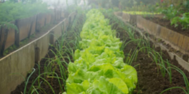 Farm islands in Maldives