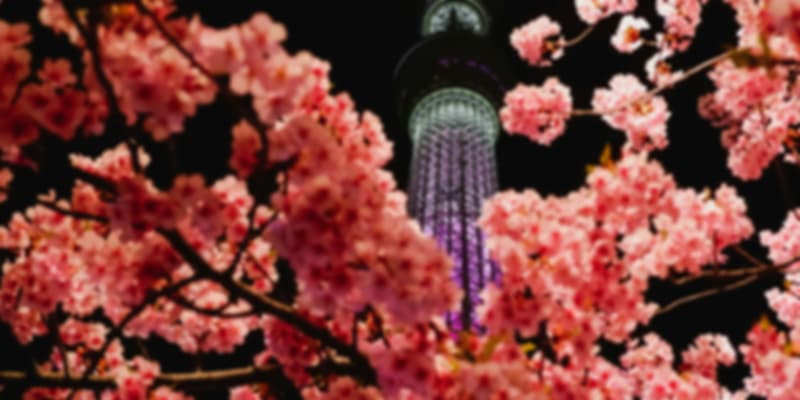 Cherry Blossom Season in Japan