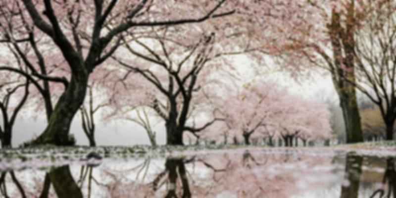 Cherry Blossom Tree