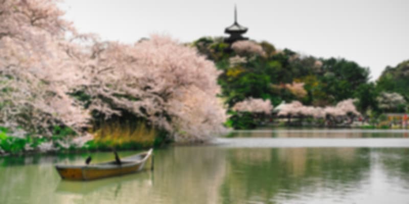 Cherry Blossom in Japan