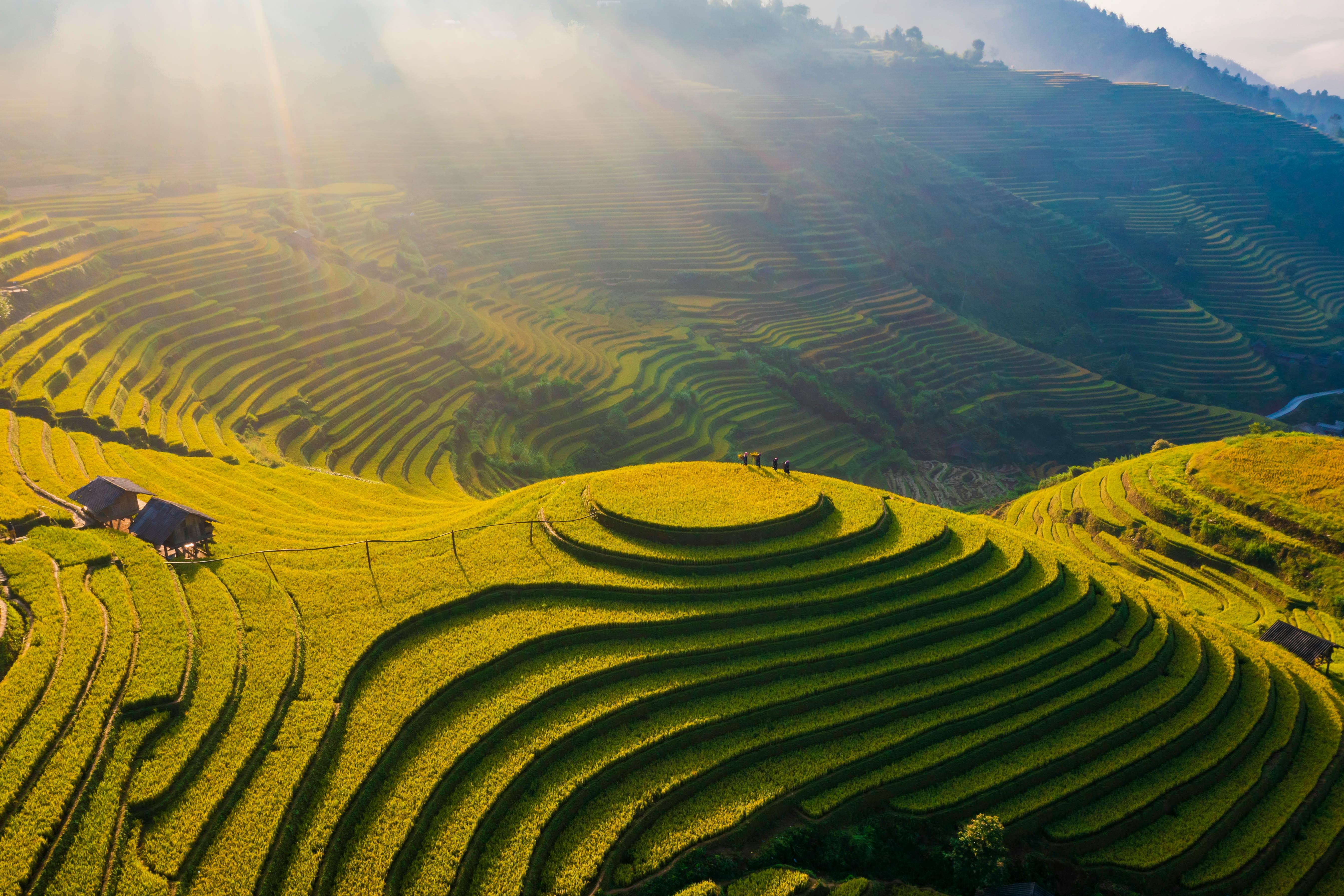 Rice Farming in Northern Vietnam: Field Guide, Volunteer Tips & Hands-On Experience