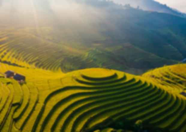 Rice Farming in Northern Vietnam: Field Guide, Volunteer Tips & Hands-On Experience